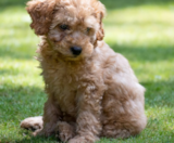 Cockapoo Puppies For Sale Seaside Pups